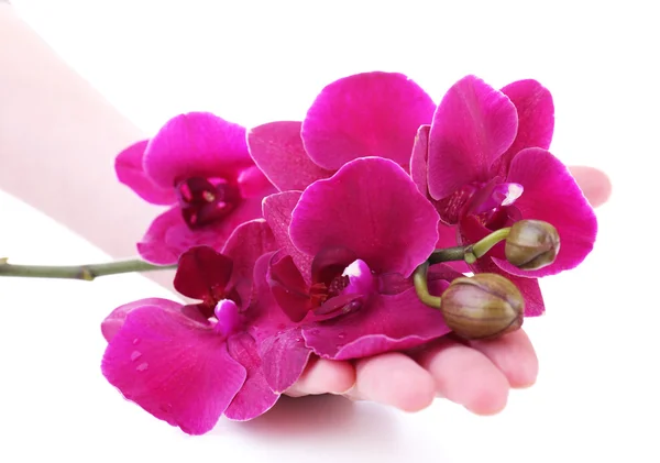 Hand with beautiful blooming orchid isolated on white — Stock Photo, Image