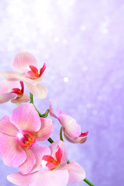 Beautiful blooming orchid on light color background — Stock Photo, Image