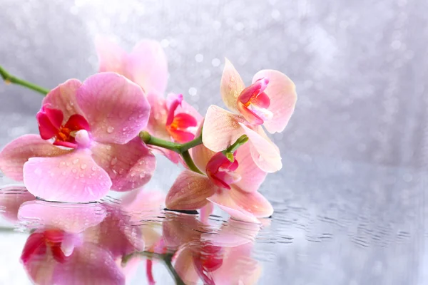 Hermosa orquídea floreciente con gotas de agua sobre fondo de color claro —  Fotos de Stock