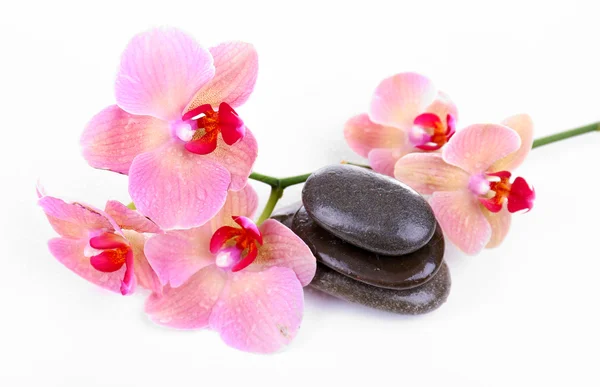 Composición con hermosa orquídea floreciente con gotas de agua y piedras de spa, aisladas en blanco —  Fotos de Stock
