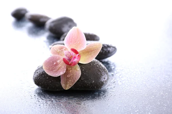 Composition with beautiful blooming orchid with water drops and spa stones, on light background — Stock Photo, Image