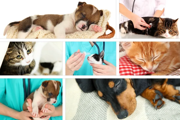 Коллаж различных домашних животных у ветеринара — стоковое фото