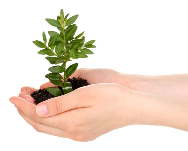 Planta joven en manos aisladas sobre blanco —  Fotos de Stock