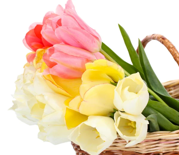 Hermosos tulipanes en cesta aislado en whit — Foto de Stock