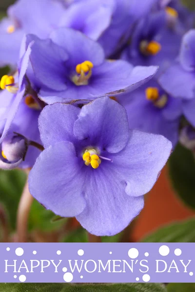 Ljusa saintpaulia, närbild — Stockfoto