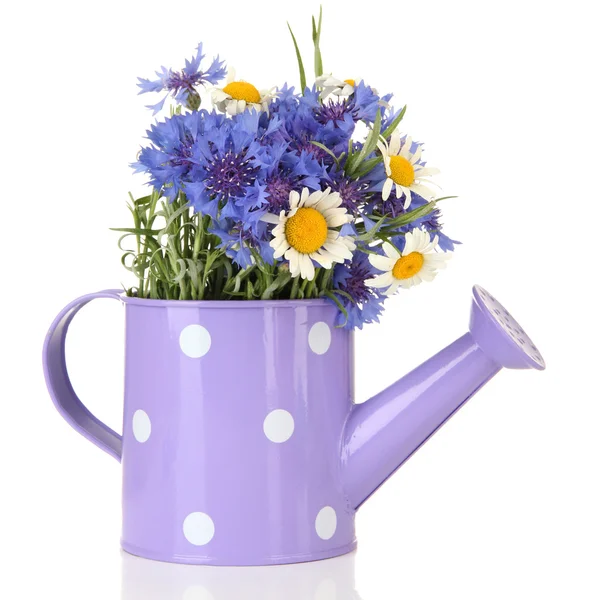 Bouquet of cornflowers and chamomiles in watering can, isolated on white — Stock Photo, Image