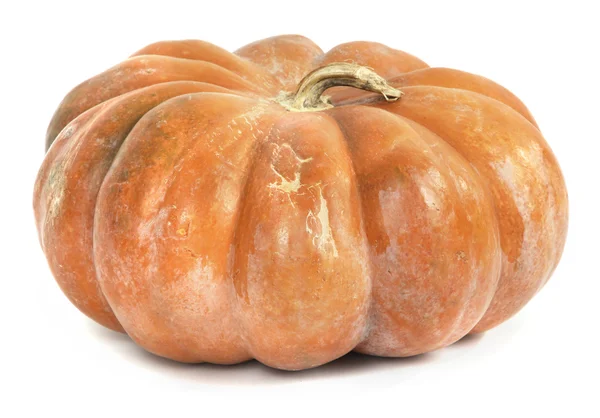 Zucca isolata su bianco — Foto Stock