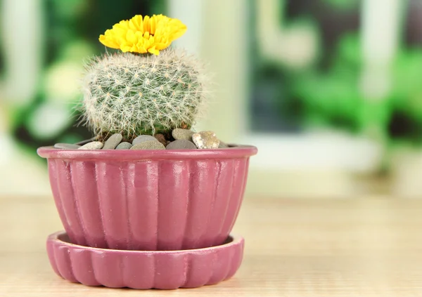Cactus en pot de fleurs avec fleur, sur rebord de fenêtre en bois — Photo