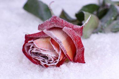 yakın hoarfrost ile kaplı kadar yükseldi