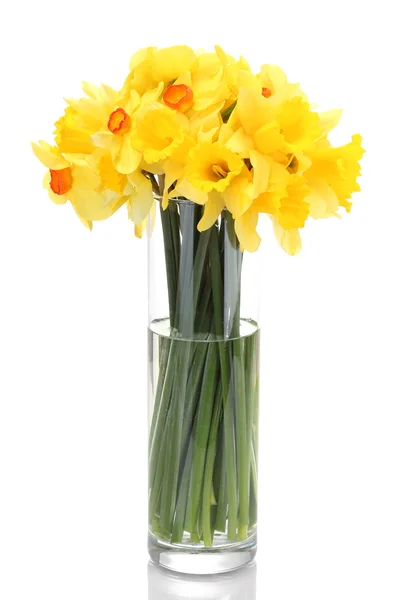 孤立在白色透明花瓶里的美丽黄色水仙 — 图库照片