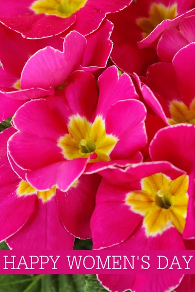 Mooie roze primula, close-up — Stockfoto