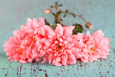 pembe krizantem mavi ahşap tablo