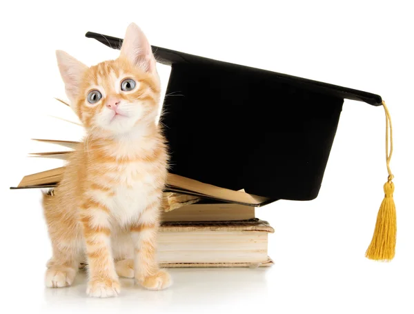 Carino piccolo gattino rosso e libri isolati su bianco — Foto Stock