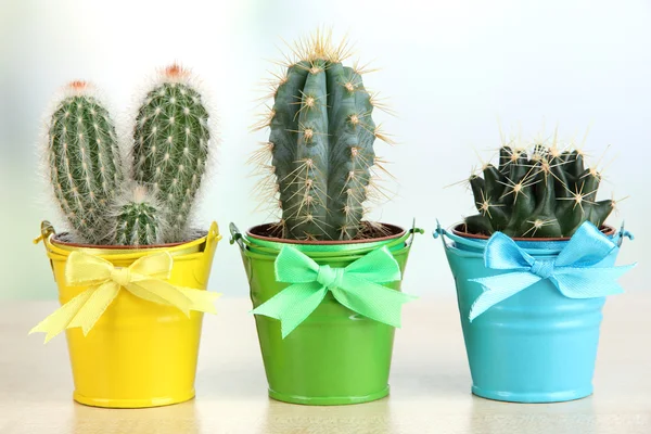 Collection of cactuses in bright pails on wooden table — Stock Photo, Image