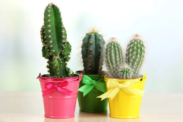 Collection of cactuses in bright pails on wooden table — Stock Photo, Image