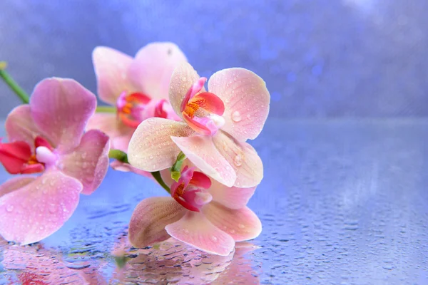 Όμορφη ανθισμένο orchid με το νερό που πέφτει σε ανοιχτό χρώμα φόντο — Φωτογραφία Αρχείου