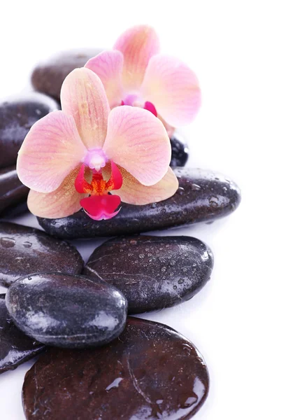 Composición con hermosa orquídea floreciente con gotas de agua y piedras de spa, aisladas en blanco — Foto de Stock