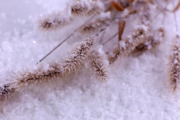 雪の上冷凍穎花クローズ アップ — ストック写真