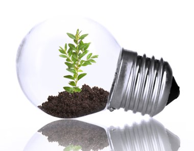 Yeşil Eko enerji kavramı. ampul, üzerinde beyaz izole içinde büyüyen bitki