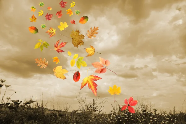Cloudy sky and autumn leaves — Stock Photo, Image