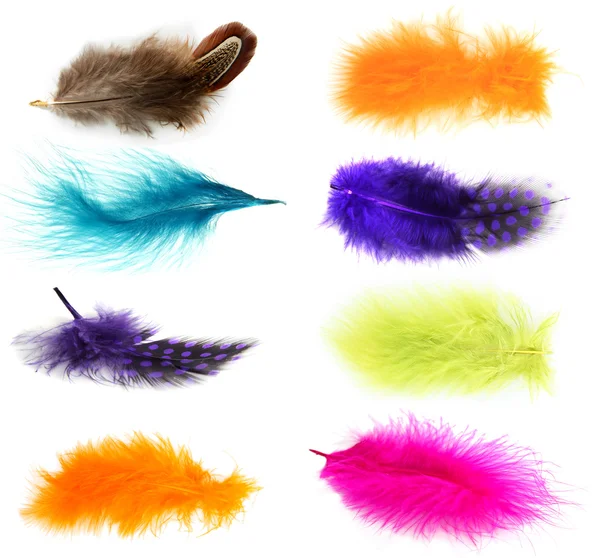 Collage of colorful feathers isolated on white — Stock Photo, Image