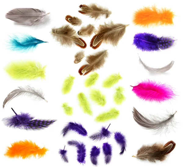 Collage of colorful feathers isolated on white — Stock Image Collage of colorful feathers isolated on white Stock Image