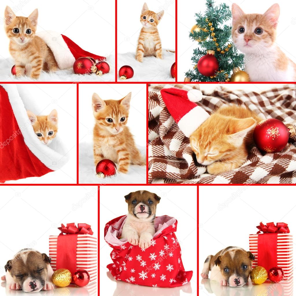 Collage of kitten and puppy with Christmas decorations