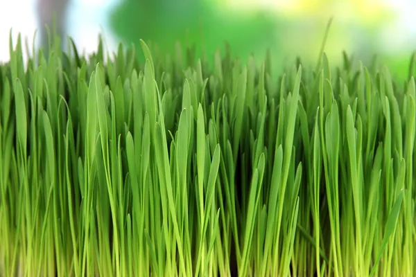 Groen gras met vruchtbare grond close-up — Stockfoto