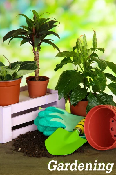 Mooie bloemen in potten op tafel op lichte achtergrond — Stockfoto