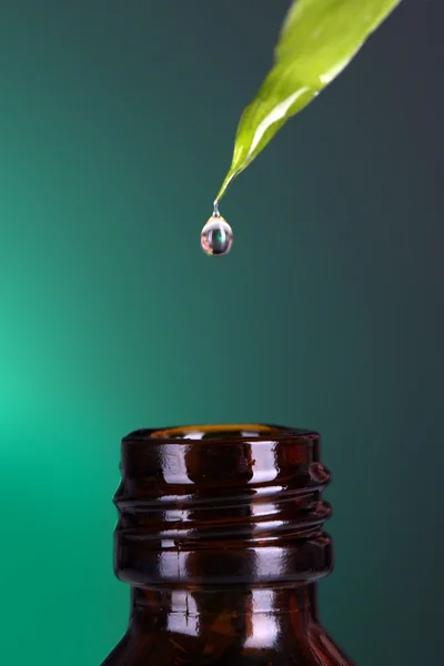 Drop falling from leaf on green background — Stock Photo, Image