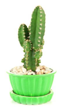 beyaz izole saksı kaktüs