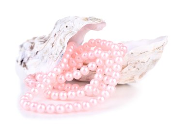 inci, üzerinde beyaz izole kabuk