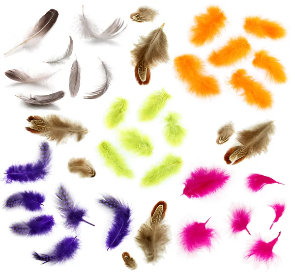 Collage of colorful feathers isolated on white — Stock Photo, Image