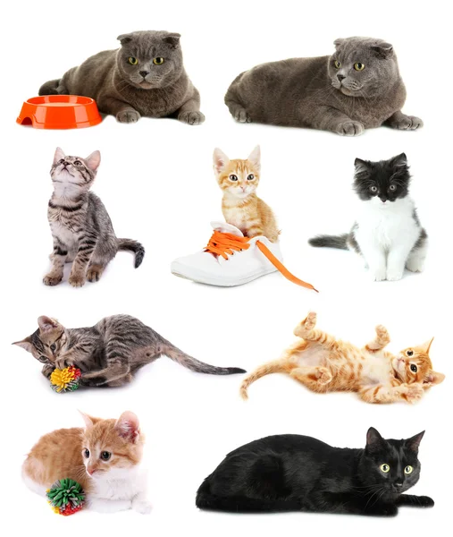 Collage de gatitos aislados en blanco — Foto de Stock