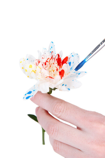 Female hands holding white flower and paint it with colors, isolated on white