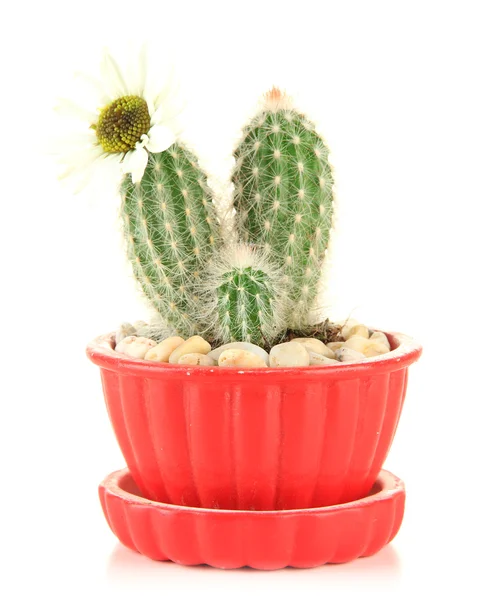 Cactus in bloempot met bloem, geïsoleerd op wit — Stockfoto