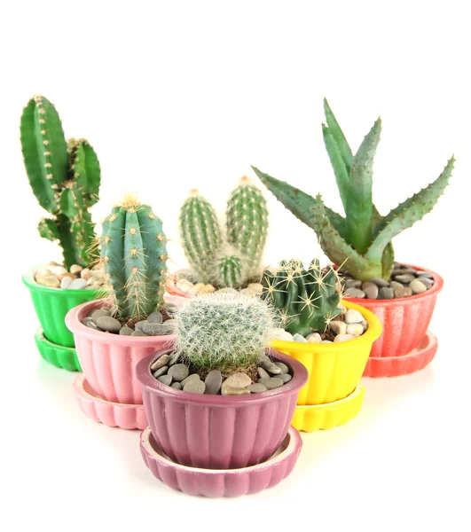 Cactuses in flowerpots, isolated on white — Stock Photo, Image