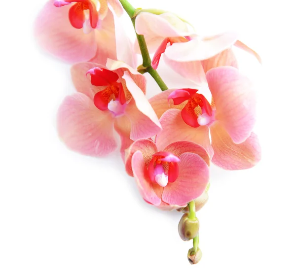 Vackra blommande orkidé isolerad på vit — Stockfoto