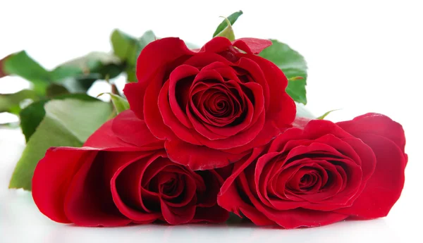 Belle rose rosse isolate su bianco — Foto Stock