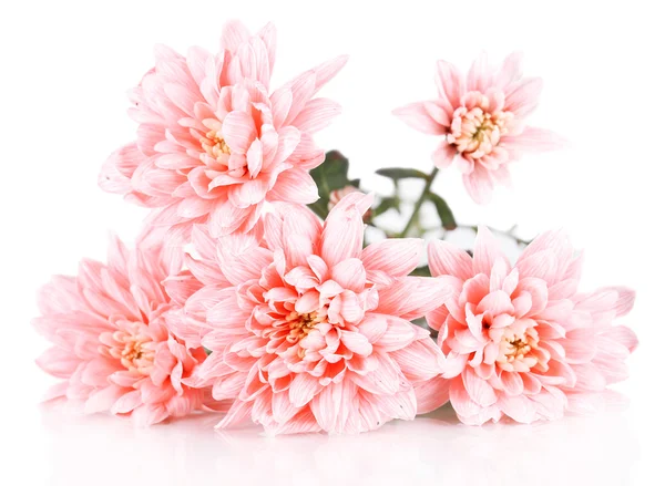 Pink chrysanthemums isolated on white — Stock Photo, Image