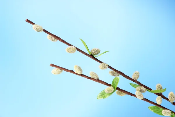 Pussy-willow twigs on blue background — Stock Photo, Image