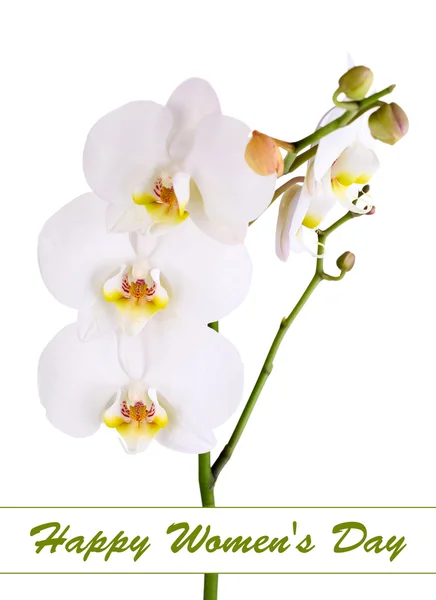 白で隔離される穏やかな美しい蘭の花 — ストック写真