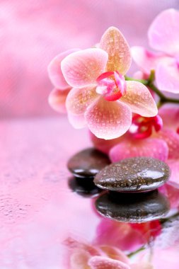 Güzel çiçek açan orkide su damlaları ve açık renk arka plan üzerinde spa taşlar ile kompozisyon