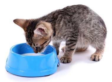 küçük kedi üzerinde beyaz izole süt içiyor