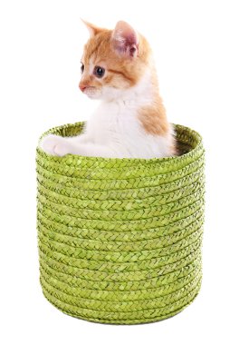 küçük kedi üzerinde beyaz izole hasır sepet
