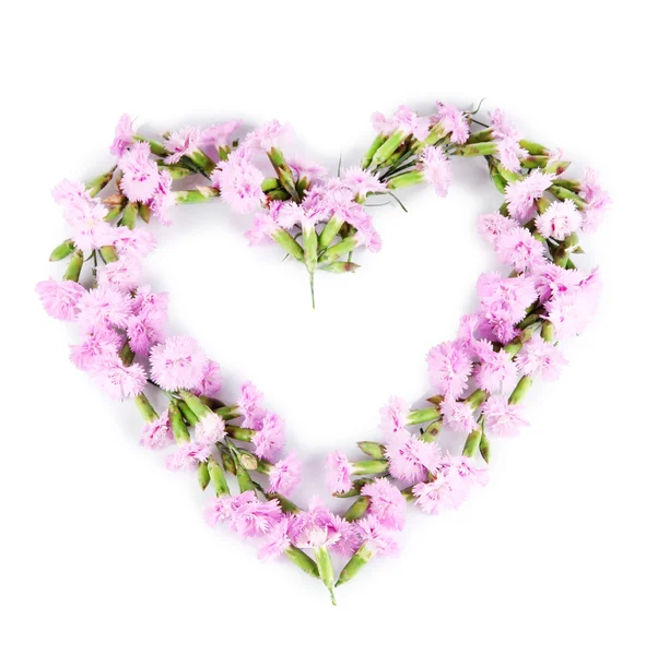 Herz aus kleinen rosa Nelken isoliert auf weiß — Stockfoto