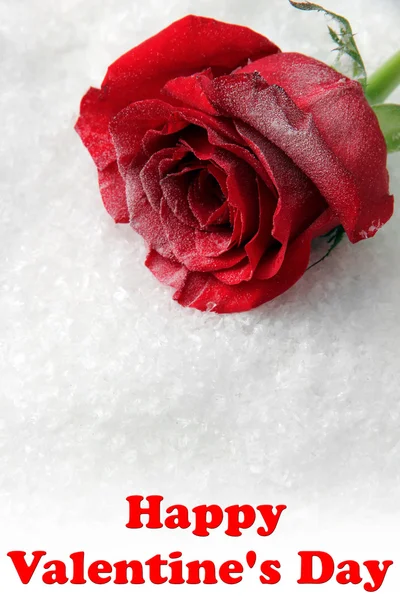 Röd ros på snö bakgrund — Stockfoto