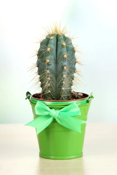 Beau cactus en seau lumineux sur le rebord de la fenêtre en bois — Photo