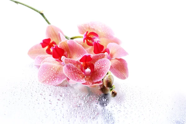 Rosa belas orquídeas com gotas — Fotografia de Stock