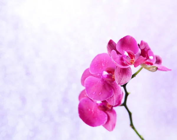 Hermosa orquídea en flor sobre fondo de color claro —  Fotos de Stock